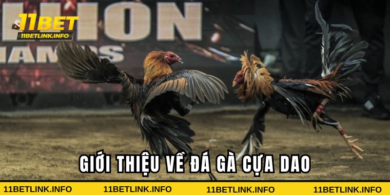 Giới thiệu về đá gà cựa dao 11bet Giới thiệu về đá gà cựa dao 11bet