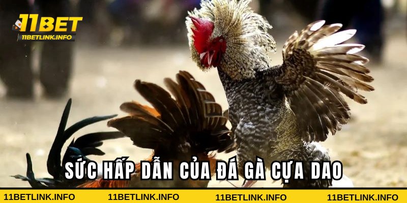 Sức hấp dẫn của hình thức đá gà Sức hấp dẫn của hình thức đá gà