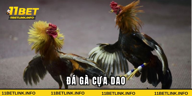 đá gà cựa dao