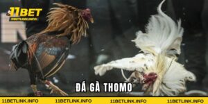 đá gà thomo