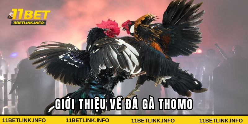Giới thiệu đá gà Thomo 11bet
