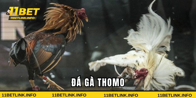 đá gà thomo